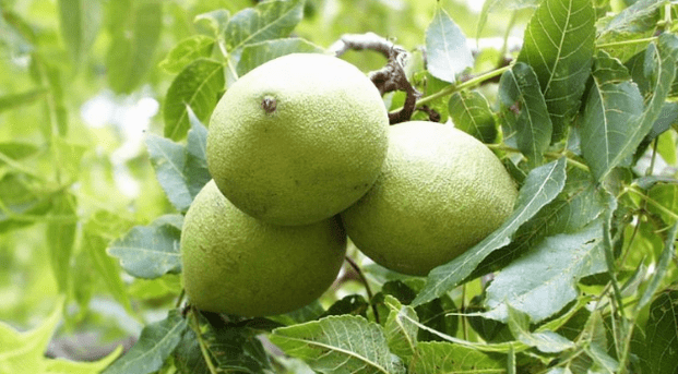 Cleaning parasites with walnut bark
